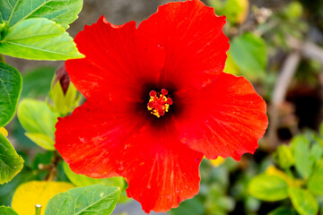 red hibiscus flower