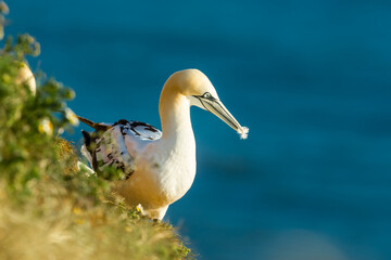 Juvenile Gannet (Scientific name: Morus Bassanus) perched on the high cliffs at Bempton, Yorkshire with white feather in his beak.  Blue ocean background. Horizontal.  Space for copy.