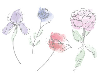 Vector watercolour set of different flowers. Iris, poppy, peony and cornflower