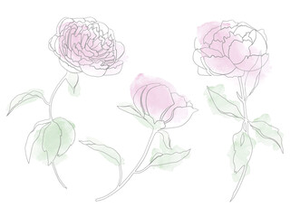 Vector watercolor set of peonies