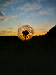 dandelion like a small flashlight