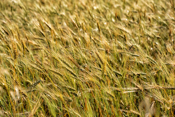 wheat field in summer