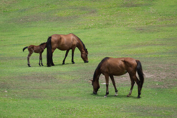 Brown horse family are eating grass in the vast grass area.