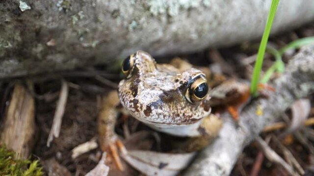 「Leptopelis」の画像 136 件の Stock 写真、ベクターおよびビデオ Adobe Stock