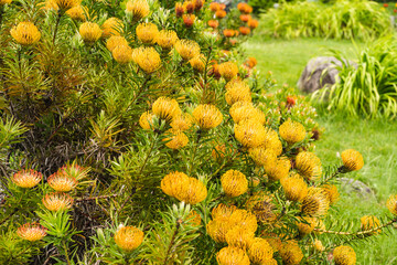 黄色と緑の草花