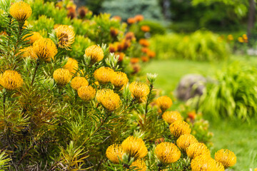 黄色と緑の草花
