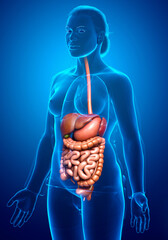 3d rendered medically accurate illustration of female Digestive System