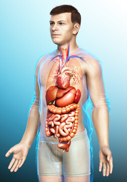 3d rendered medically accurate illustration of male Digestive System
