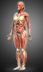 3d rendered medically accurate of the female anatomy