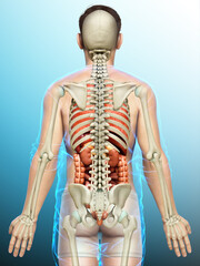 3d rendered medically accurate illustration of male  Internal organs and skeleton system