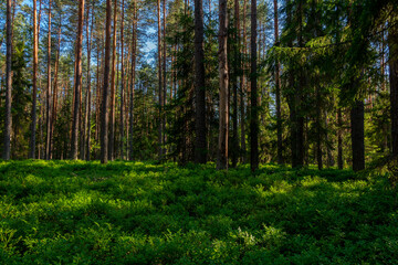 Trunks of pine trees in the forest lit by the sun. Natural background. 