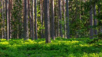 Trunks of pine trees in the forest lit by the sun. Natural background. 