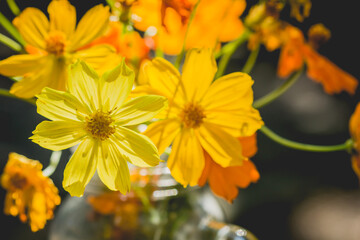 yellow cosmos flower in glass vase