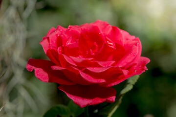 Detail of red roses in the garden for background