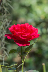 Detail of red roses in the garden for background
