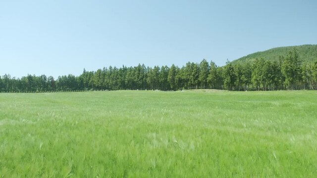 The blue sky and the vast green barley field. Jeju Island.