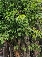 green plants in the garden