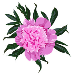 Pink peony flower with leaves.