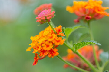 Beautiful Colorful Hedge Flower, Weeping Lantana, Lantana camara Linn