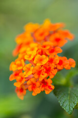 Beautiful Colorful Hedge Flower, Weeping Lantana, Lantana camara Linn