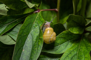 Obraz premium Little snail creeps on a leaf 