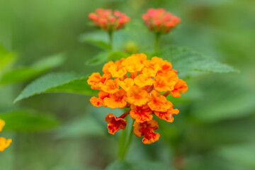 Beautiful Colorful Hedge Flower, Weeping Lantana, Lantana camara Linn