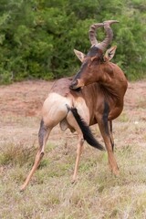 Closeup vertical shot of a hartebeest in a grass field