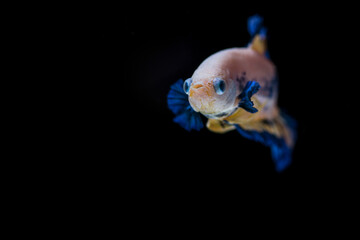 Fighting fish (Betta splendens) Fish with a beautiful