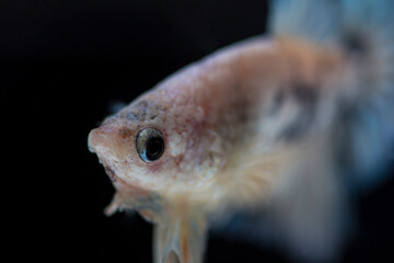 Fighting fish (Betta splendens) Fish with a beautiful