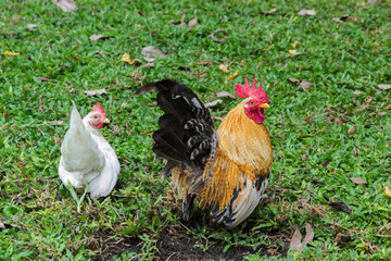 Bantam living under the lawn in the
