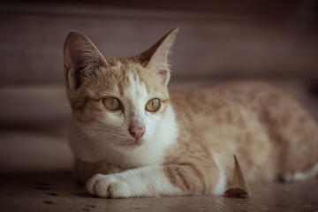 A cute orange cat lying on the ground waiting