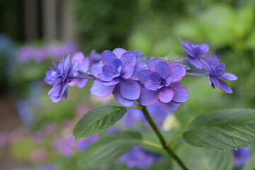 アジサイの花