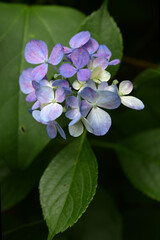 アジサイの花