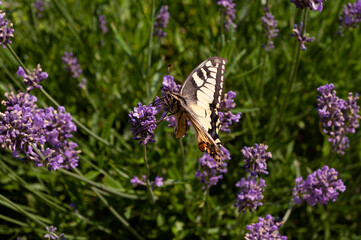 Swallowtail butterfly - Papilio rutulus feeding on nectar from Lavender flowers Lavandula, summer time in july. Blooming season.