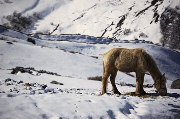 horse in the snow