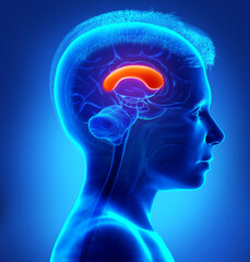 3d rendered medically accurate illustration of a young boy brains anatomy-the FRONT CORPUS