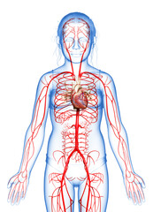3d rendered medically accurate illustration of young Girl arteries