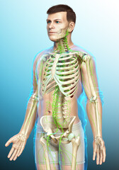 3d rendered medically accurate illustration of a male lymphatic system