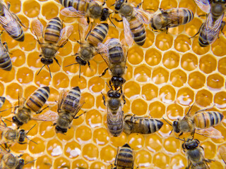 Busy Bees, Close Up View Of The Working Bees On Honeycomb.