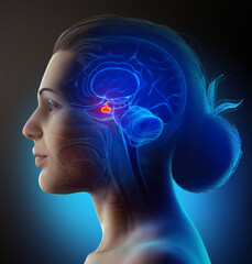 3d rendering medical illustration of a female Brain anatomy PITUITARY GLAND - cross section