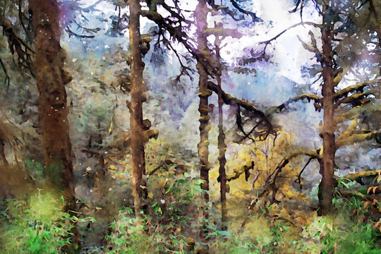 Abstract painting of pine trees in forest, nature landscape image, digital watercolor illustration.