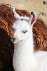 small cute white baby llama in the zoo close up