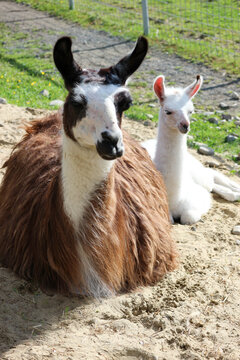 small cute white baby llama with his brown mother