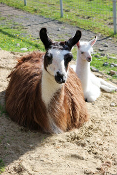 small cute white baby llama with his brown mother