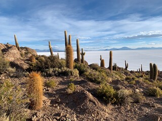 gigantic various cacti on the Island Incahuasi in Salar De Uyuni Salt Flat Bolivia
