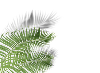 green palm leaves with shadow on white background