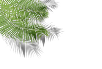 green palm leaves with shadow on white background