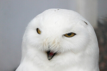 Obraz premium close up of a snowy white polar owl