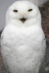 Obraz premium close up of a snowy white polar owl