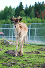 small cute deer with little furry horns in the zoo